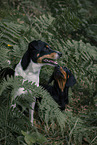 2 dogs