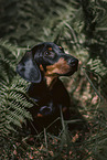 Dachshund