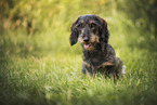 Dachshund