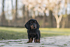 Dachshund