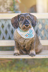 Dachshund