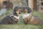 Dachshund