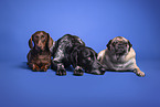 dogs