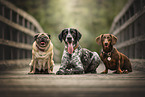 dogs