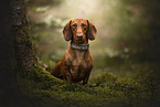 Dachshund