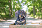 Dachshund Puppy