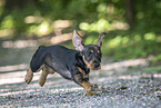 Dachshund Puppy
