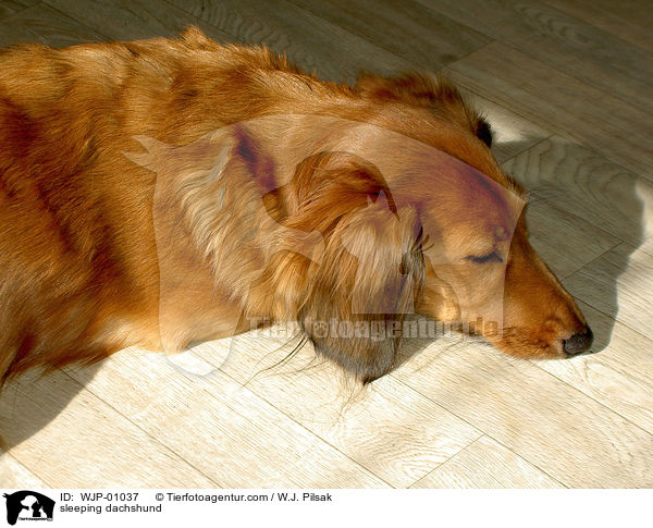 schlafender Dackel / sleeping dachshund / WJP-01037