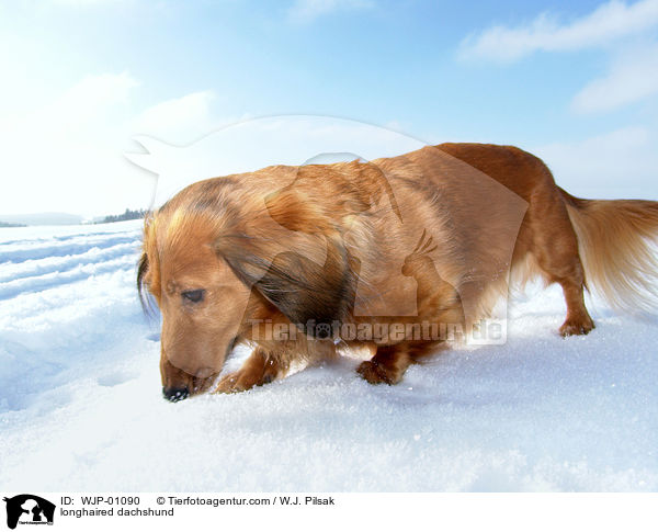 Langhaardackel im Schnee / longhaired dachshund / WJP-01090