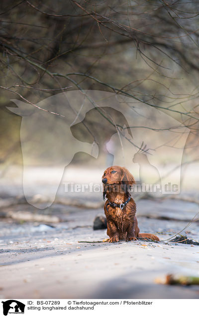 sitting longhaired dachshund / BS-07289