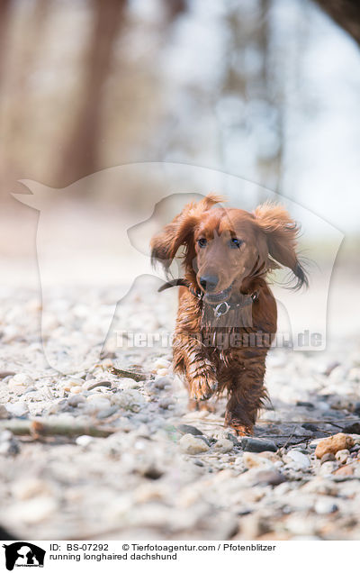 rennender Langhaardackel / running longhaired dachshund / BS-07292