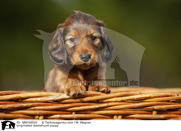 long-haired dachshund puppy / MW-08502