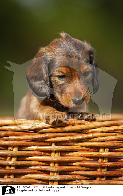 long-haired dachshund puppy / MW-08503