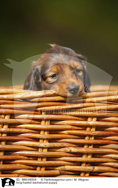 long-haired dachshund puppy / MW-08504