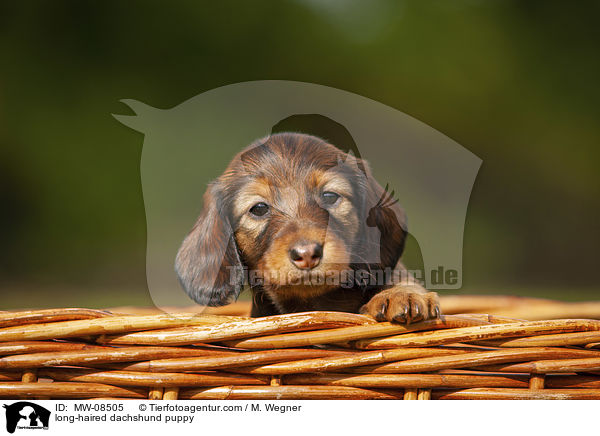 long-haired dachshund puppy / MW-08505