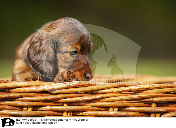 long-haired dachshund puppy / MW-08506