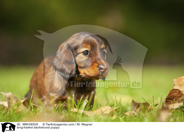 long-haired dachshund puppy / MW-08509