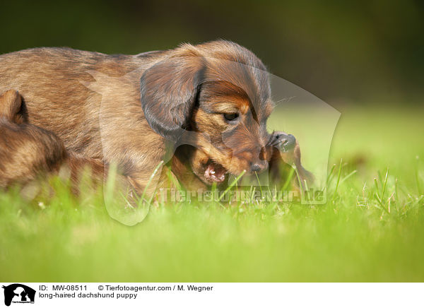 long-haired dachshund puppy / MW-08511