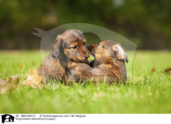 long-haired dachshund puppy / MW-08513