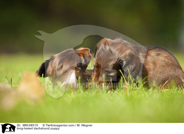 long-haired dachshund puppy / MW-08515