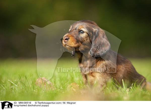 long-haired dachshund puppy / MW-08516