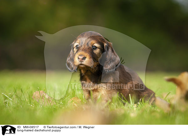 long-haired dachshund puppy / MW-08517