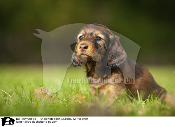 long-haired dachshund puppy / MW-08518