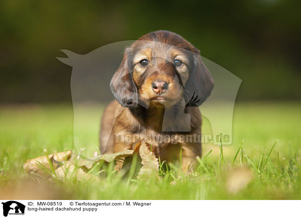 long-haired dachshund puppy / MW-08519