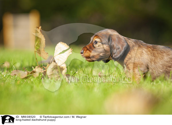 long-haired dachshund puppy / MW-08520