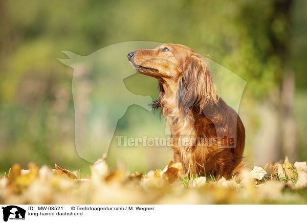 long-haired dachshund / MW-08521