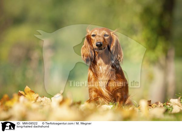 long-haired dachshund / MW-08522