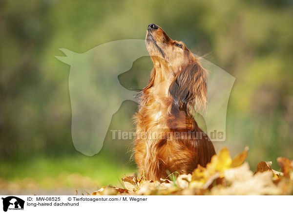 long-haired dachshund / MW-08525