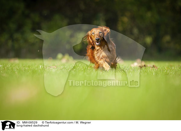 long-haired dachshund / MW-08529