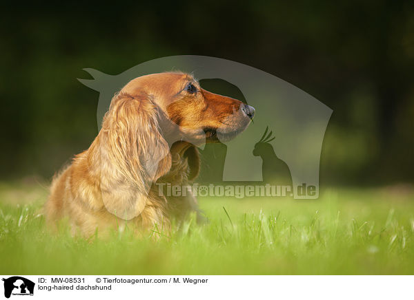 long-haired dachshund / MW-08531
