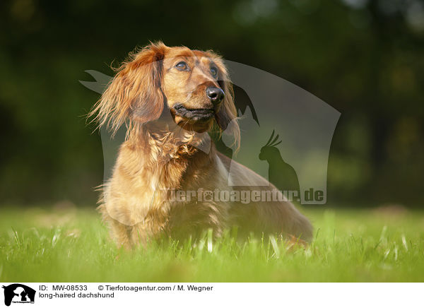 long-haired dachshund / MW-08533