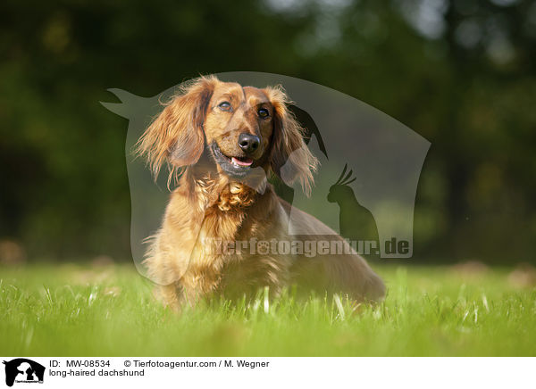 long-haired dachshund / MW-08534
