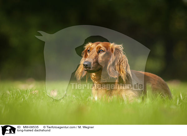 long-haired dachshund / MW-08535