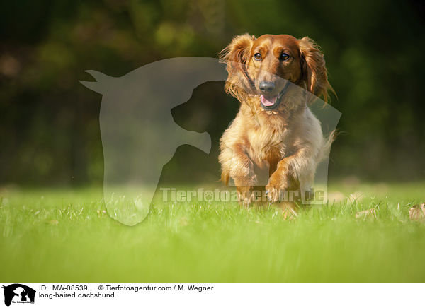 long-haired dachshund / MW-08539