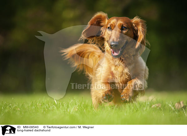 long-haired dachshund / MW-08540
