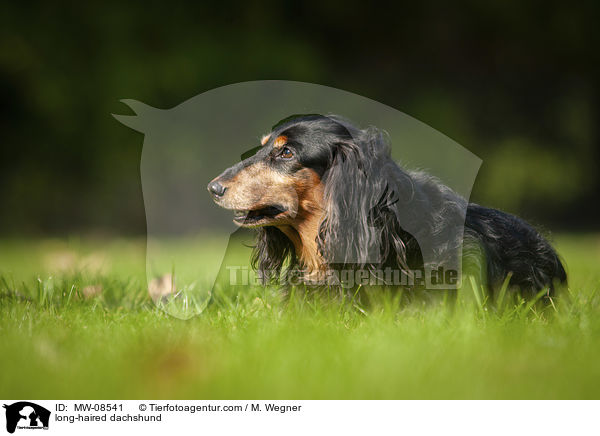 long-haired dachshund / MW-08541