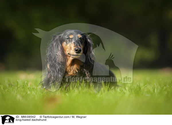 long-haired dachshund / MW-08542