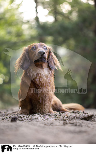 long-haired dachshund / MW-08619