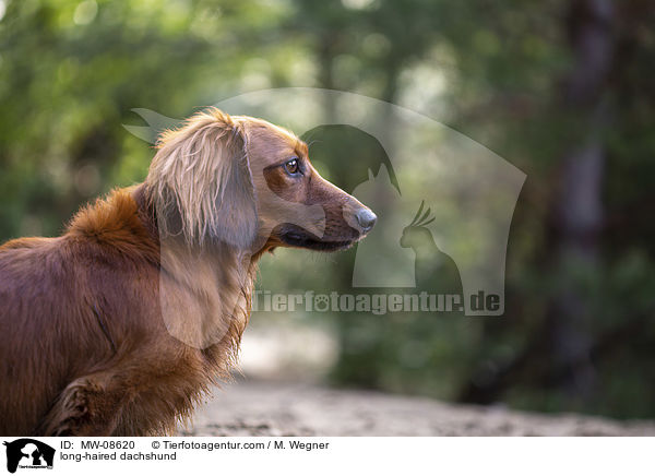 long-haired dachshund / MW-08620