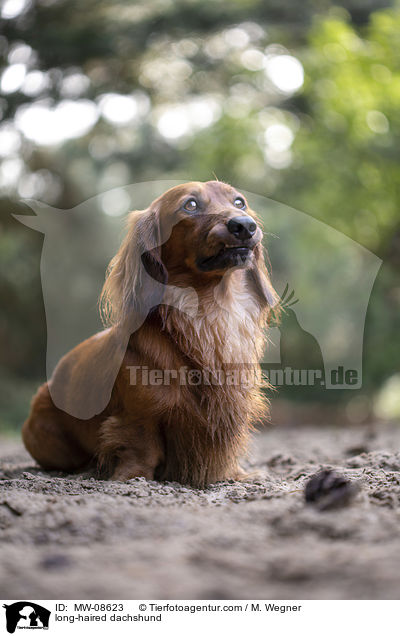long-haired dachshund / MW-08623