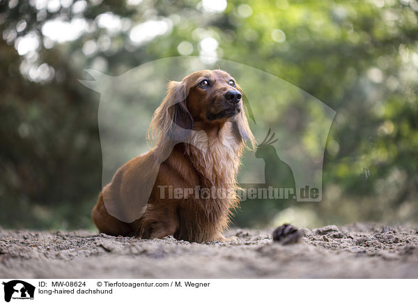 long-haired dachshund / MW-08624