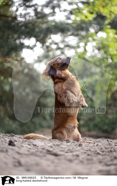 long-haired dachshund / MW-08625