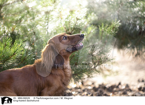 long-haired dachshund / MW-08626