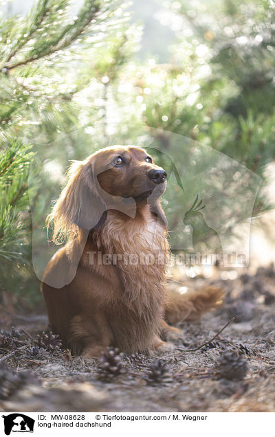 long-haired dachshund / MW-08628