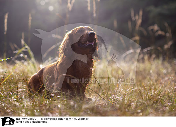 long-haired dachshund / MW-08630