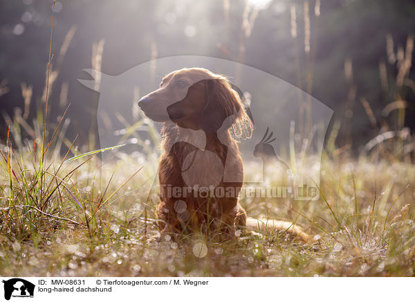 long-haired dachshund / MW-08631